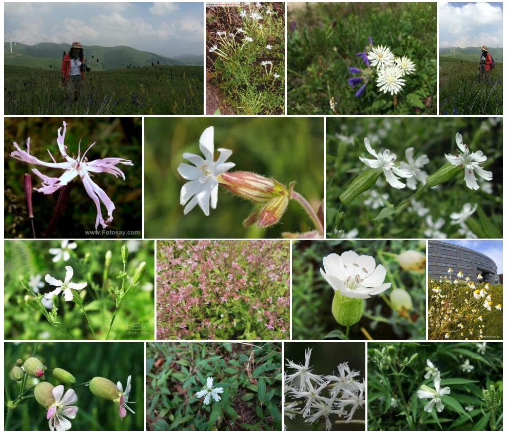 白花蝇子草照片和图片/