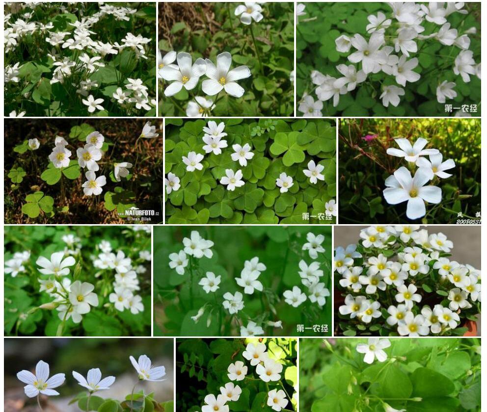 白花酢浆草照片和图片/