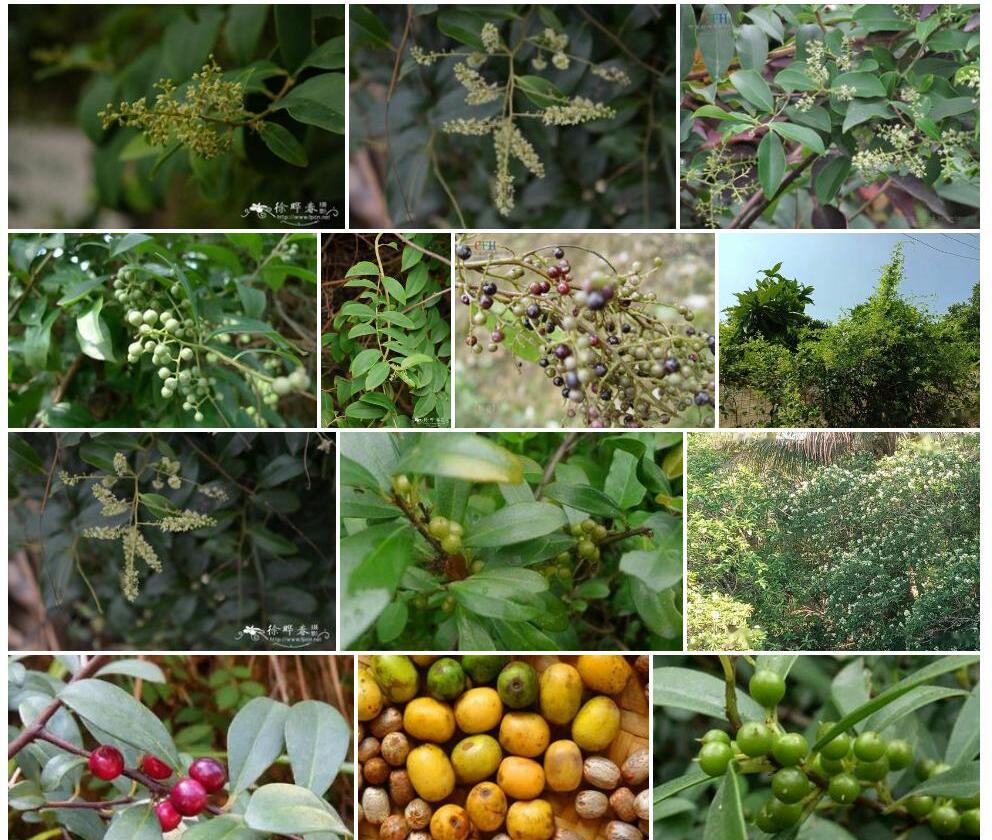 白花酸藤果照片和图片/