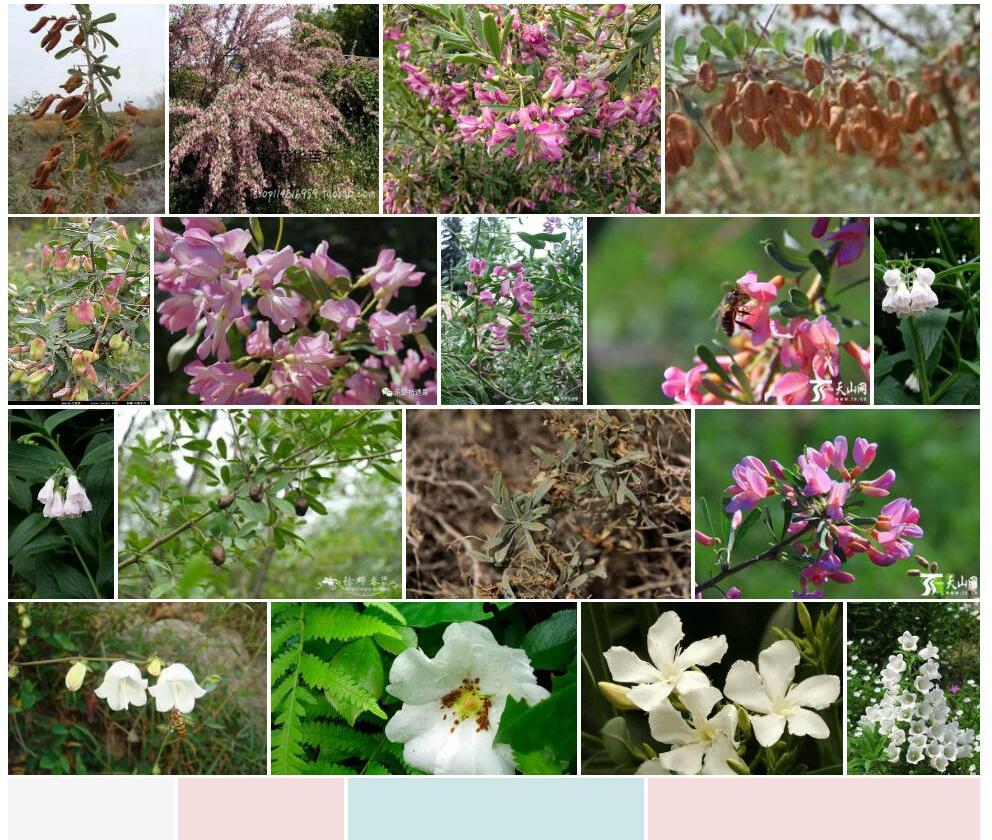 白花铃铛刺照片和图片/