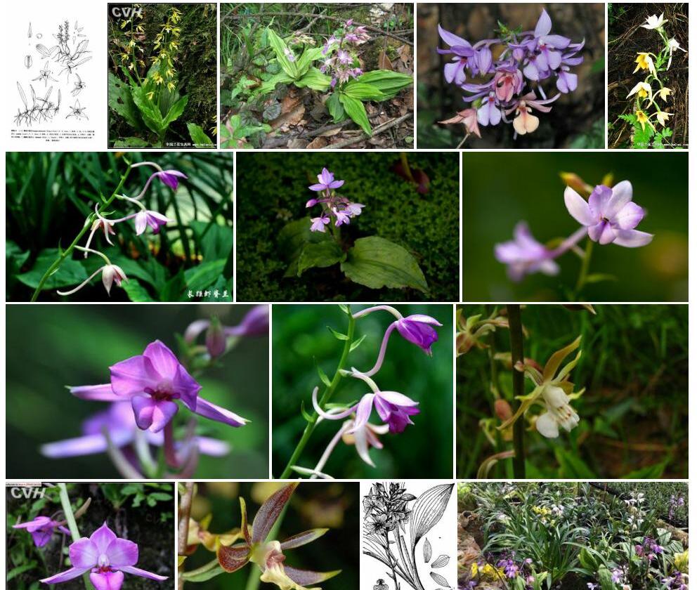 白花长距虾脊兰照片和图片/