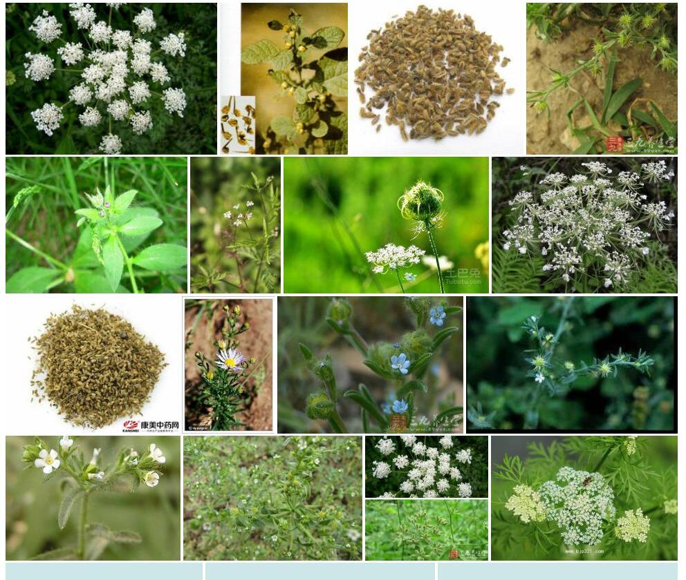 白花鹤虱照片和图片/