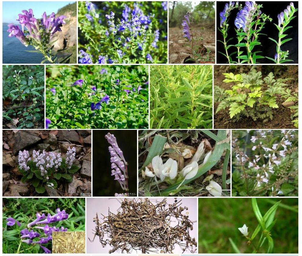 白花黄芩照片和图片/