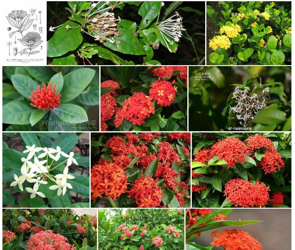 白花龙船花照片和图片/