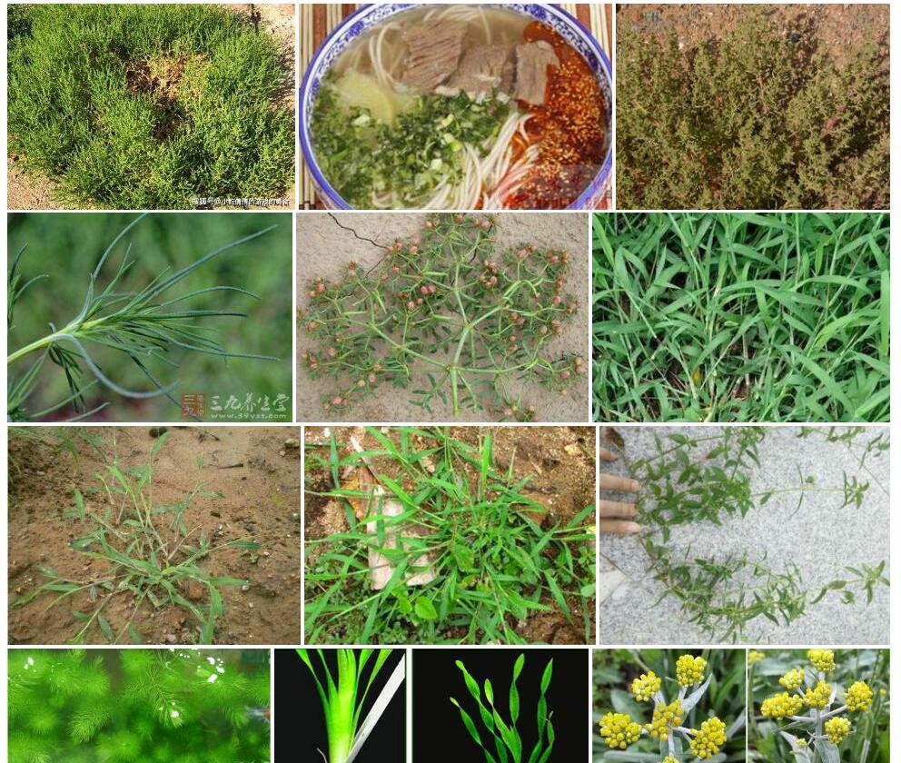 白茎盐生草照片和图片/