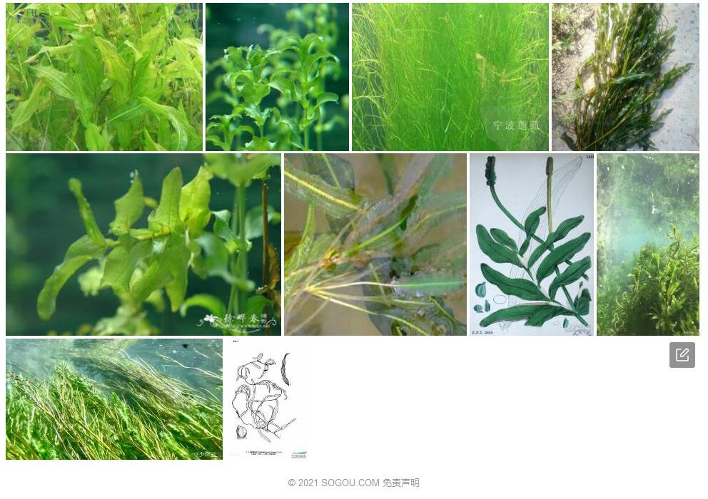 白茎眼子菜照片和图片/