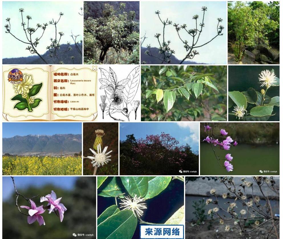 白菊木照片和图片/