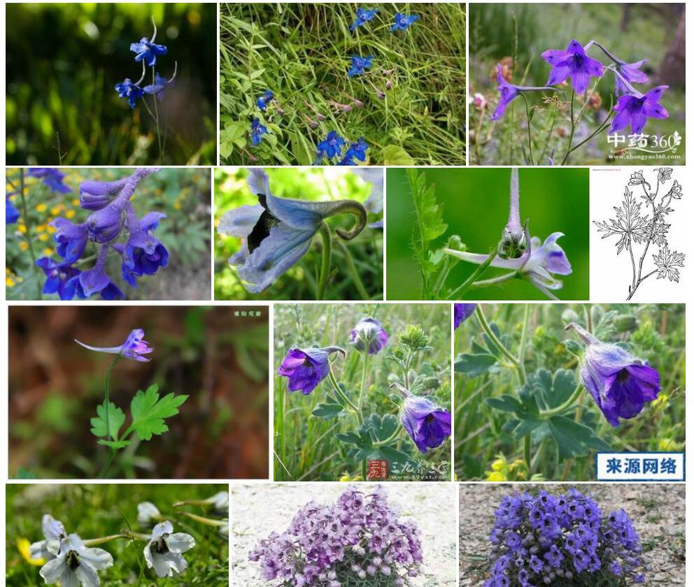 白蓝翠雀花照片和图片/