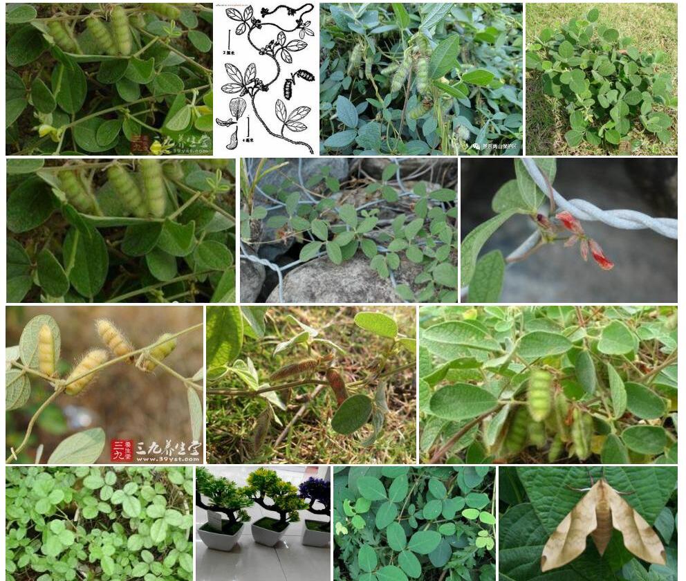 白蔓草虫豆照片和图片/