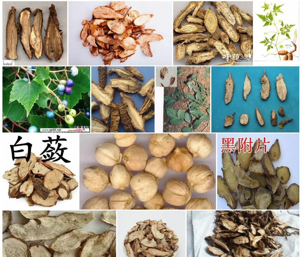白蔹照片和图片/