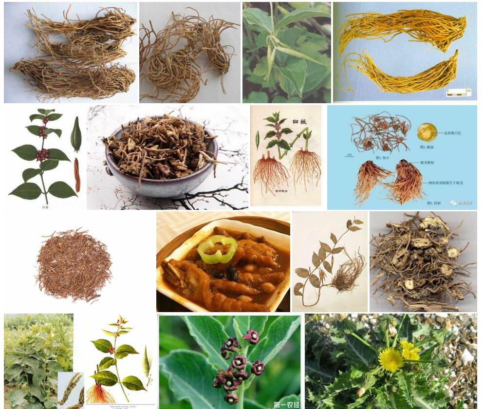 白薇照片和图片/