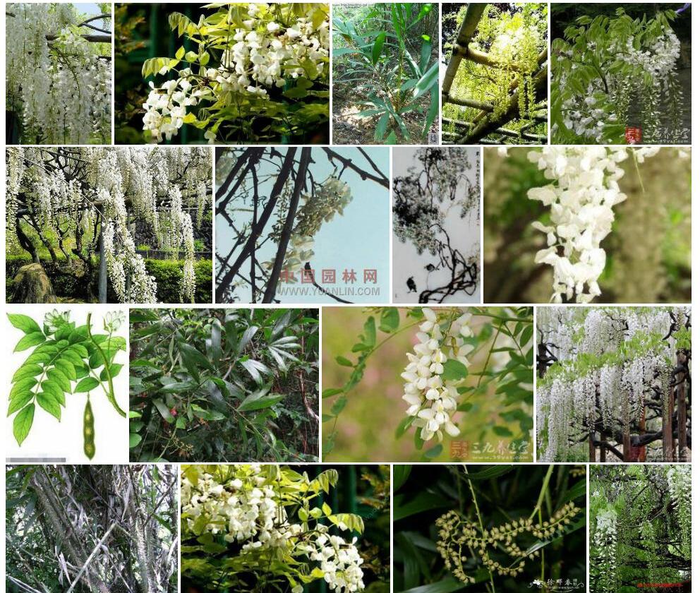 白藤照片和图片/