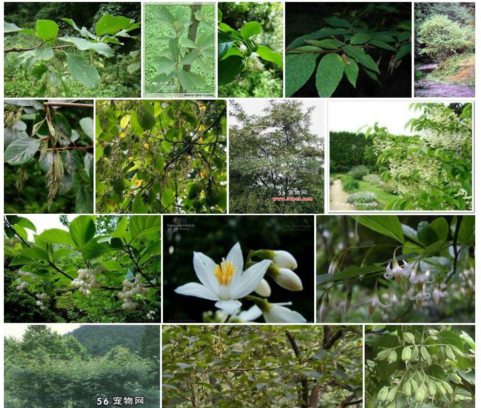 白辛树照片和图片/
