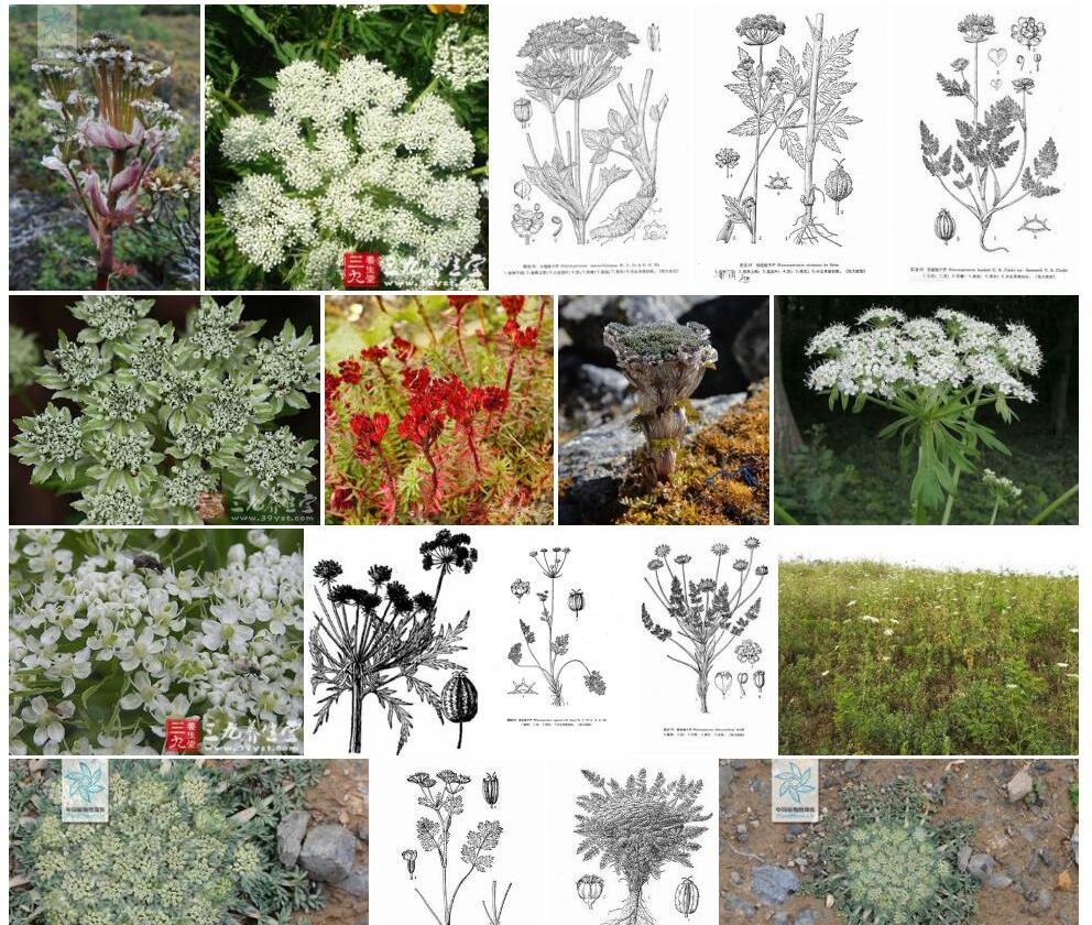 白边棱子芹照片和图片/