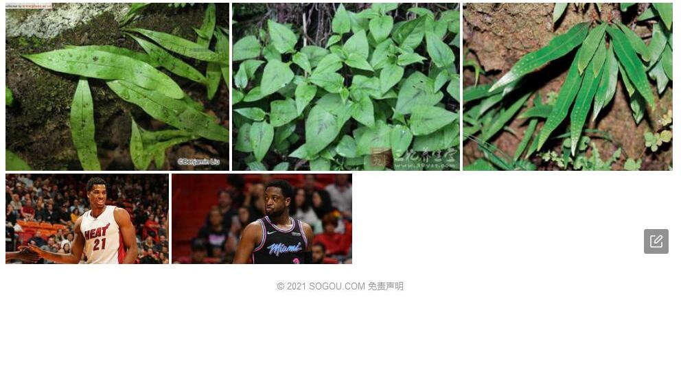 白边瓦韦照片和图片/