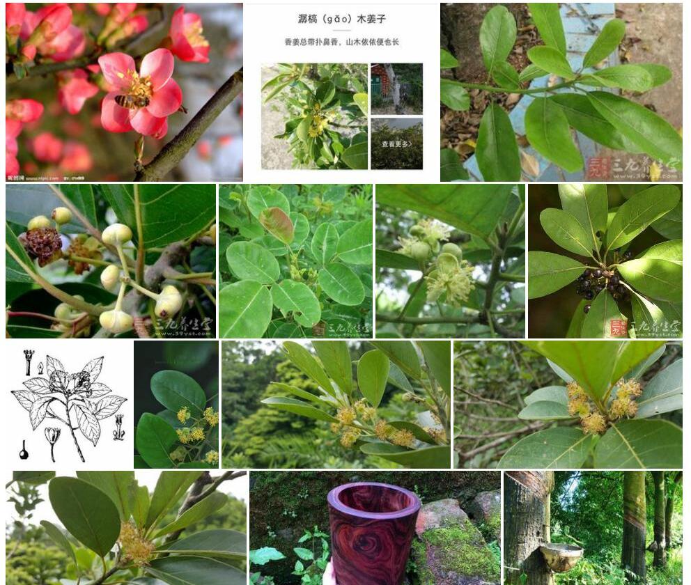 白野槁树照片和图片/