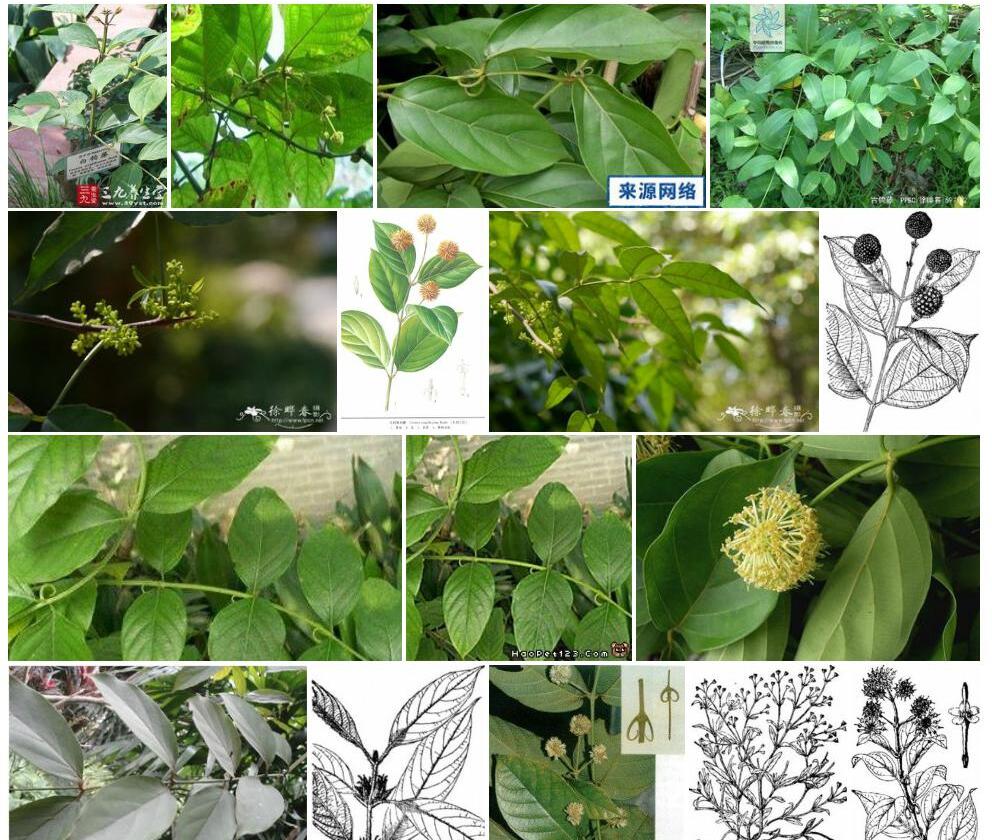 白钩藤照片和图片/