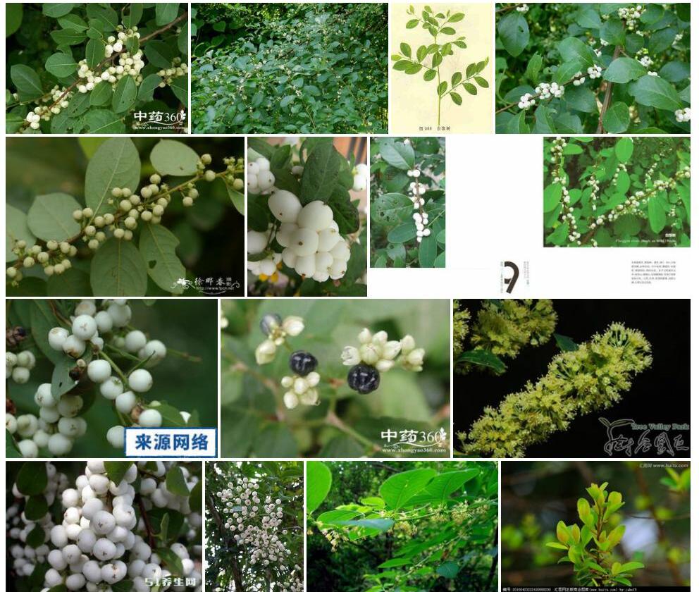 白饭树照片和图片/
