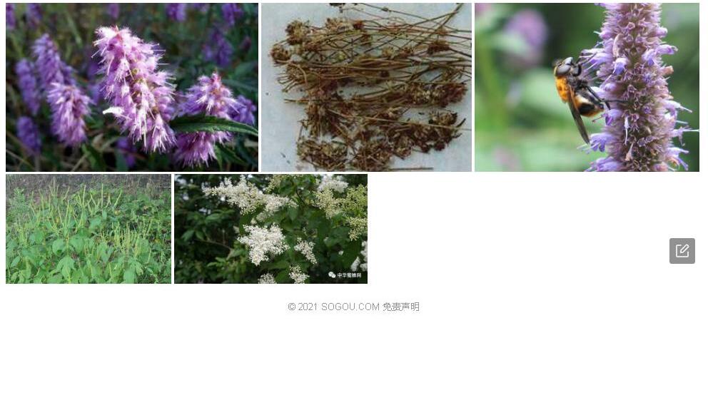白香薷照片和图片/