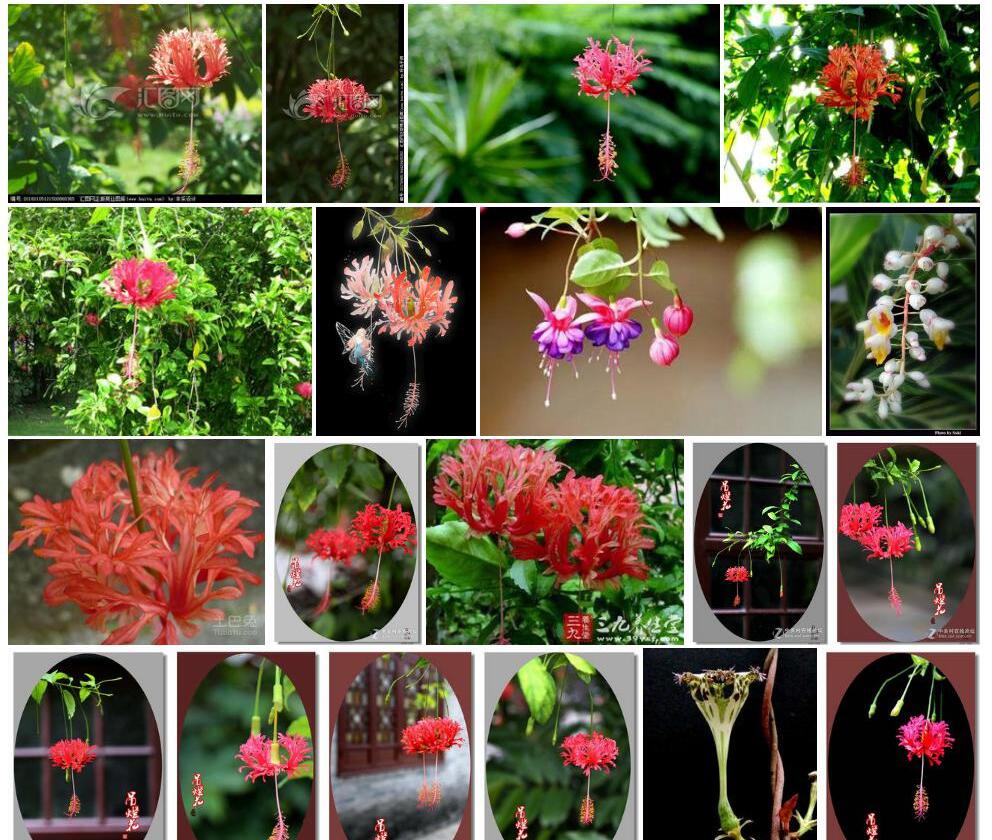 白马吊灯花照片和图片/