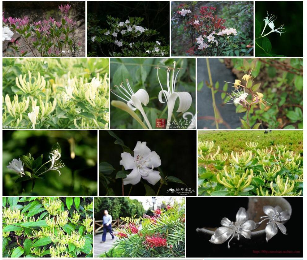 白马银花照片和图片/