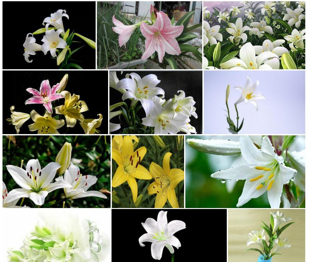 百合照片和图片/