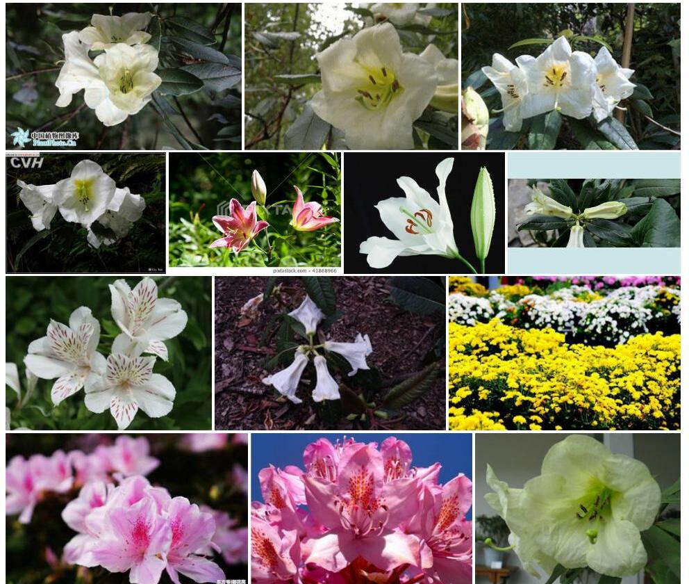 百合花杜鹃照片和图片/