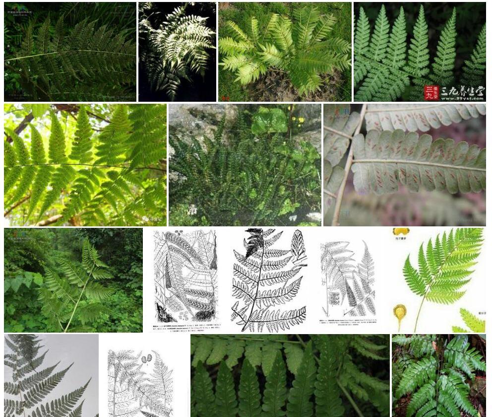 百山祖短肠蕨照片和图片/