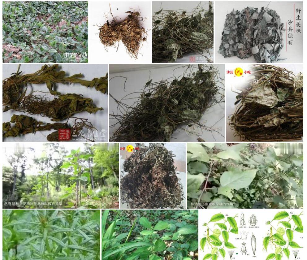 百灵草照片和图片/