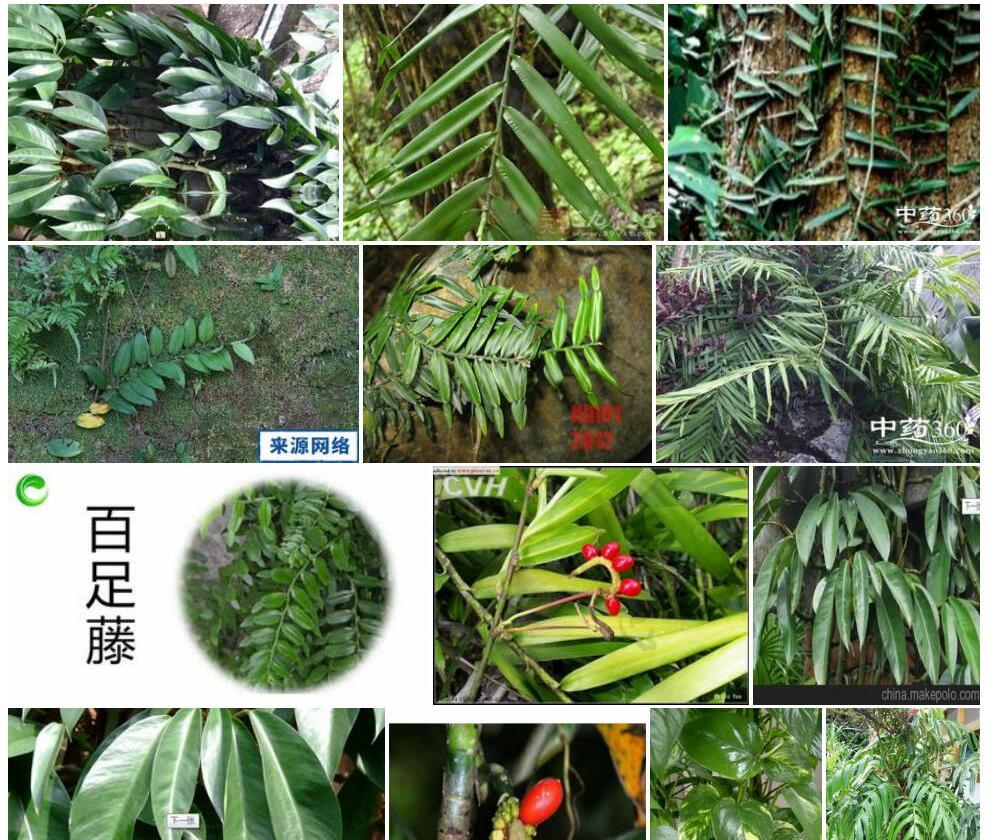 百足藤照片和图片/