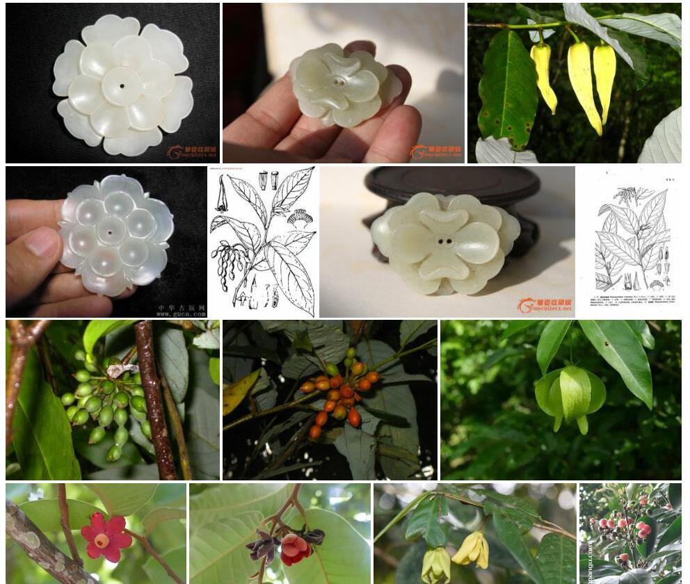 皂帽花照片和图片/