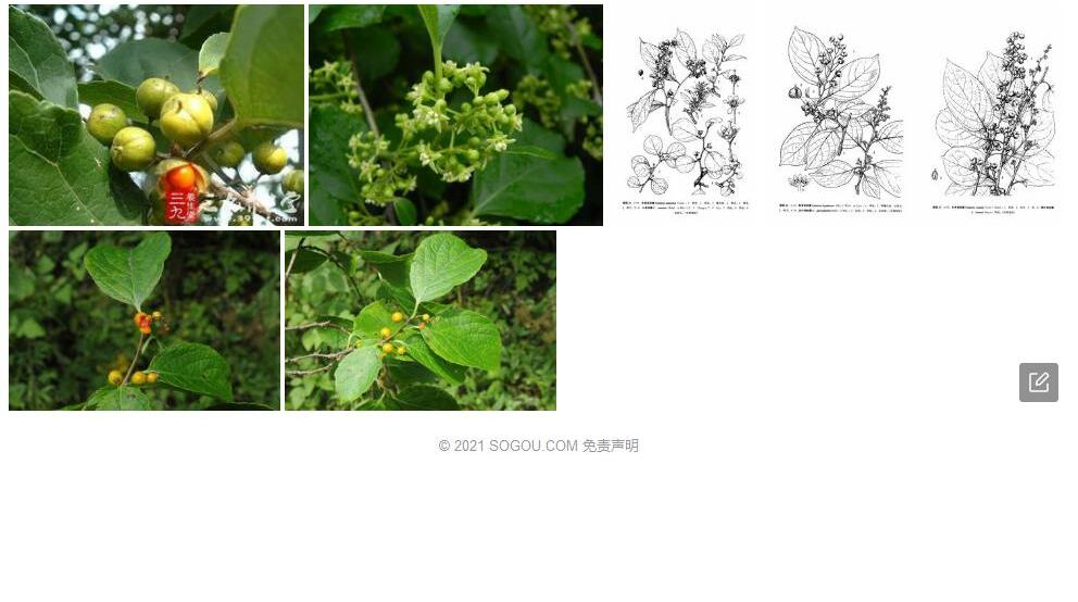 皱叶南蛇藤照片和图片/
