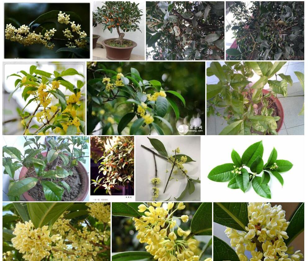 皱叶山桂花照片和图片/