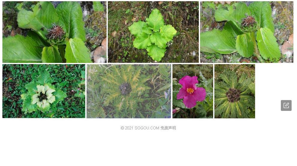 皱叶川木香照片和图片/