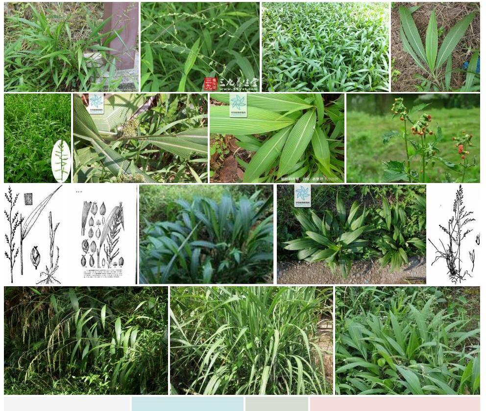 皱叶狗尾草照片和图片/
