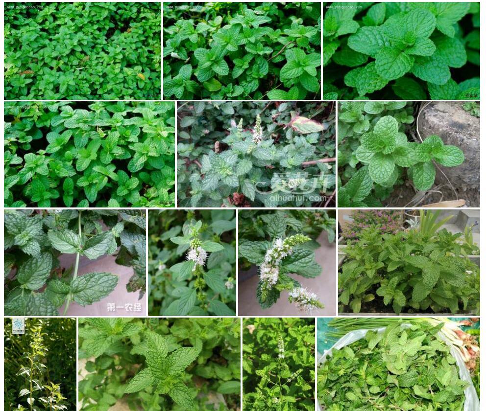 皱叶留兰香照片和图片/