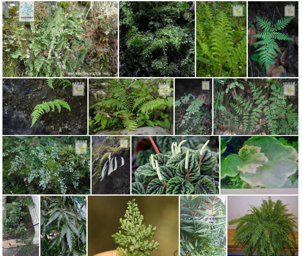 皱叶蕗蕨照片和图片/