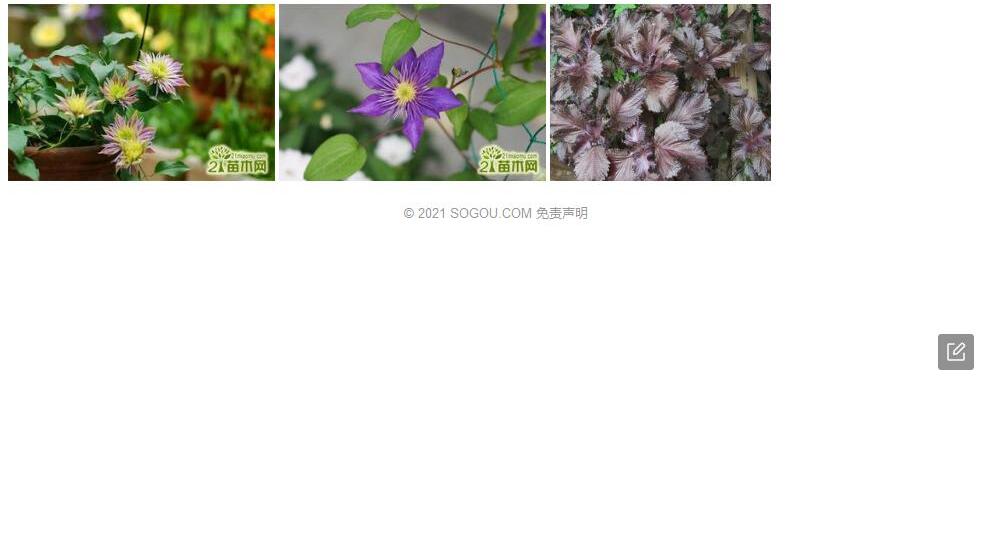 皱叶铁线莲照片和图片/