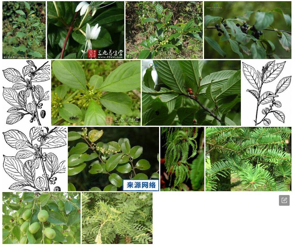 皱叶鼠李照片和图片/