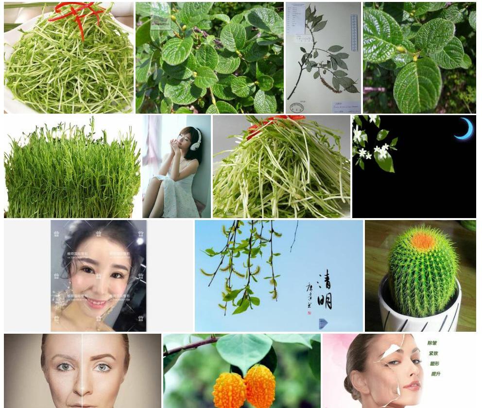皱纹柳照片和图片/
