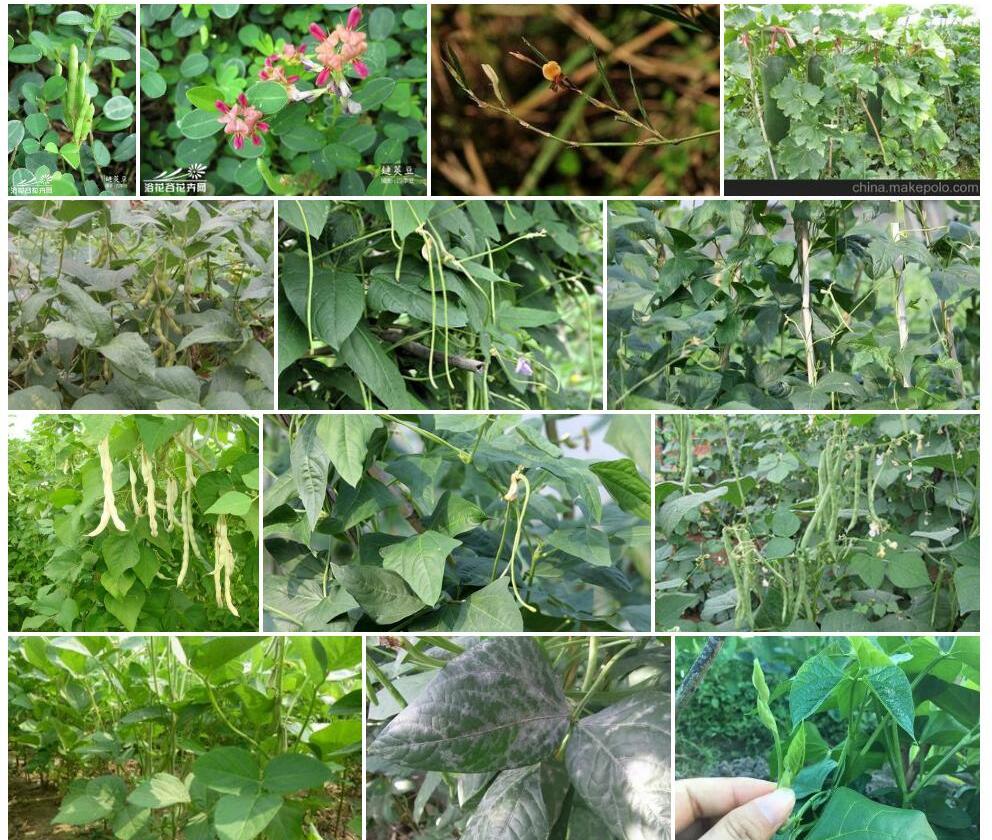 皱缩链荚豆照片和图片/