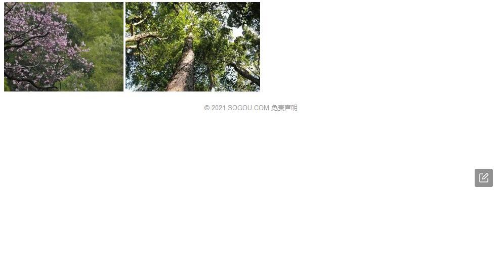 皱边石杉照片和图片/