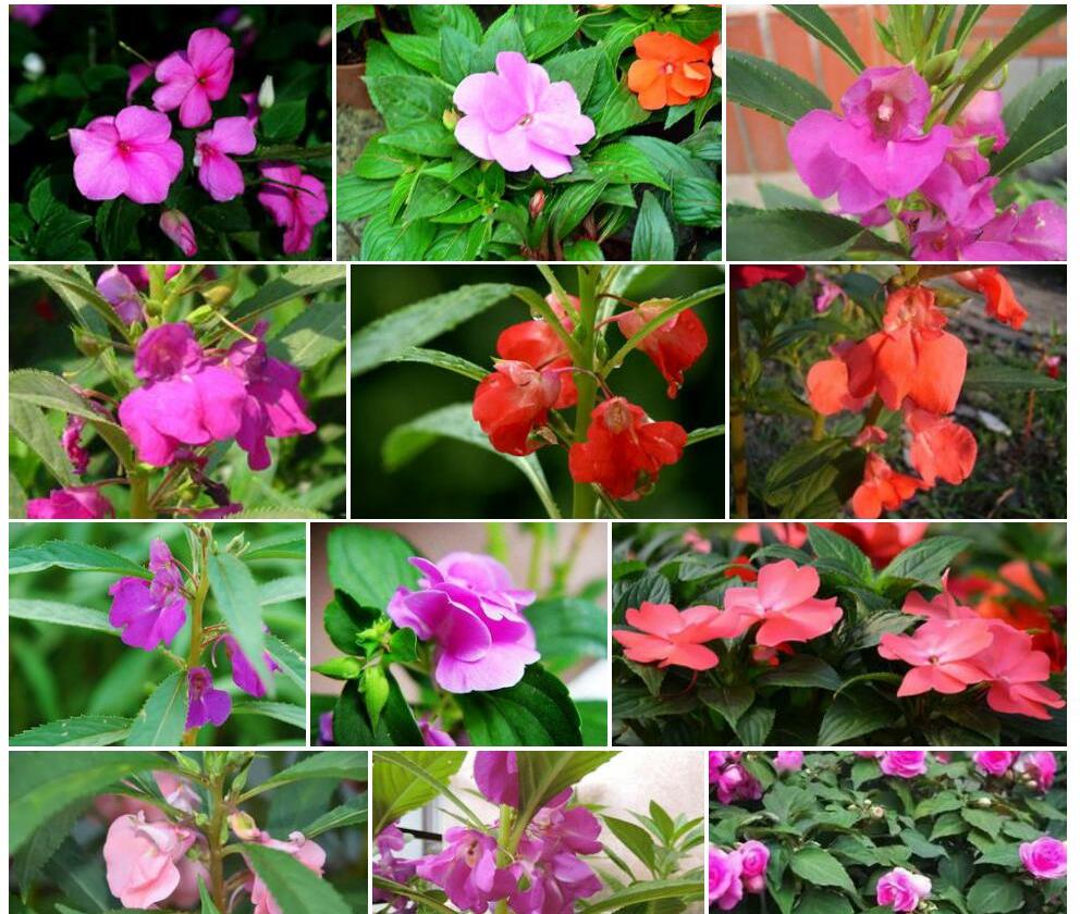 盈江凤仙花照片和图片/