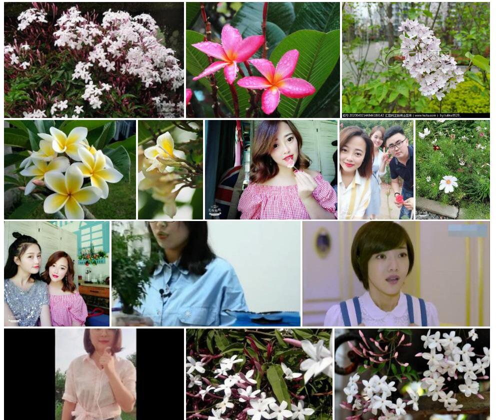 盈江素馨照片和图片/