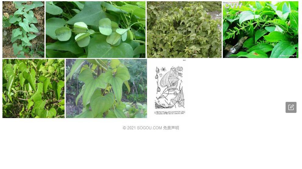 盈江薯蓣照片和图片/