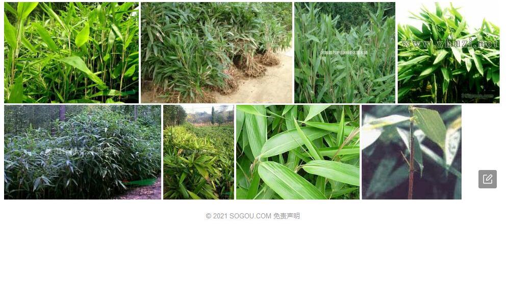 益阳箬竹照片和图片/