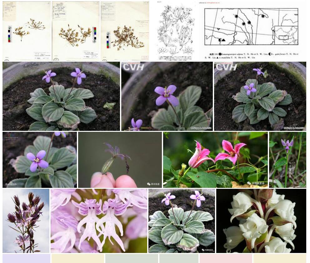 盔形辐花照片和图片/