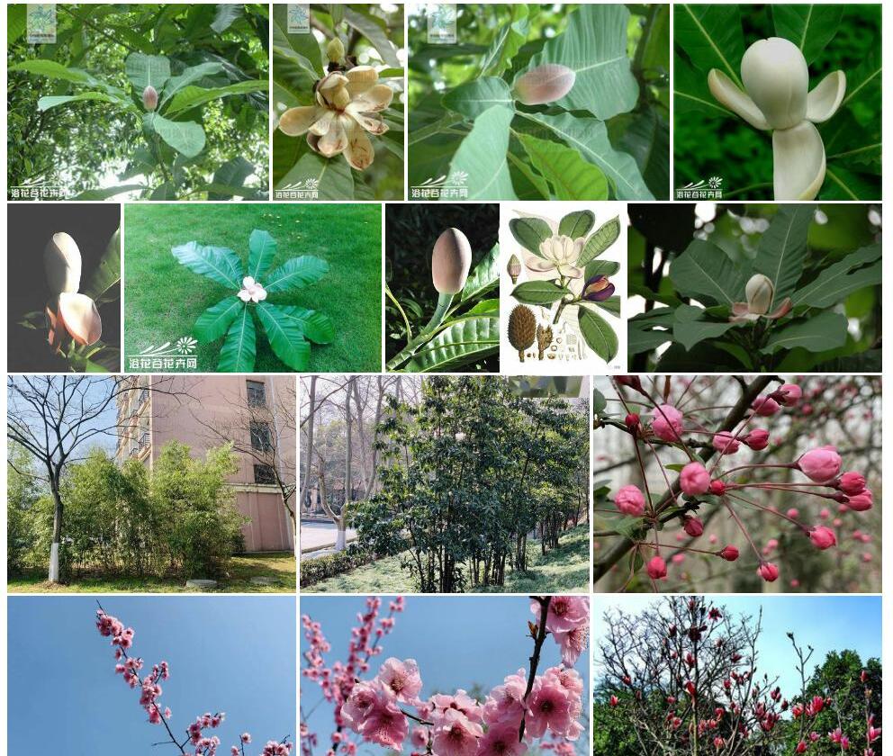 盖裂木照片和图片/
