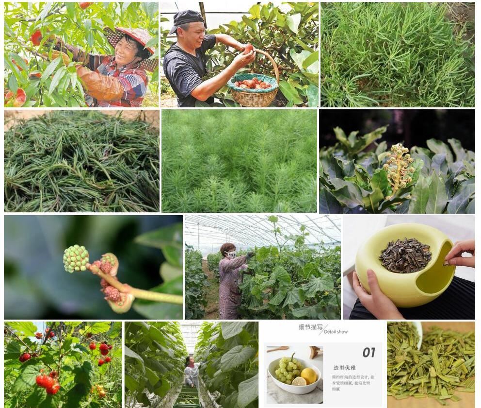 盘果碱蓬照片和图片/