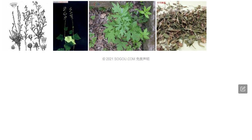 盘果草照片和图片/